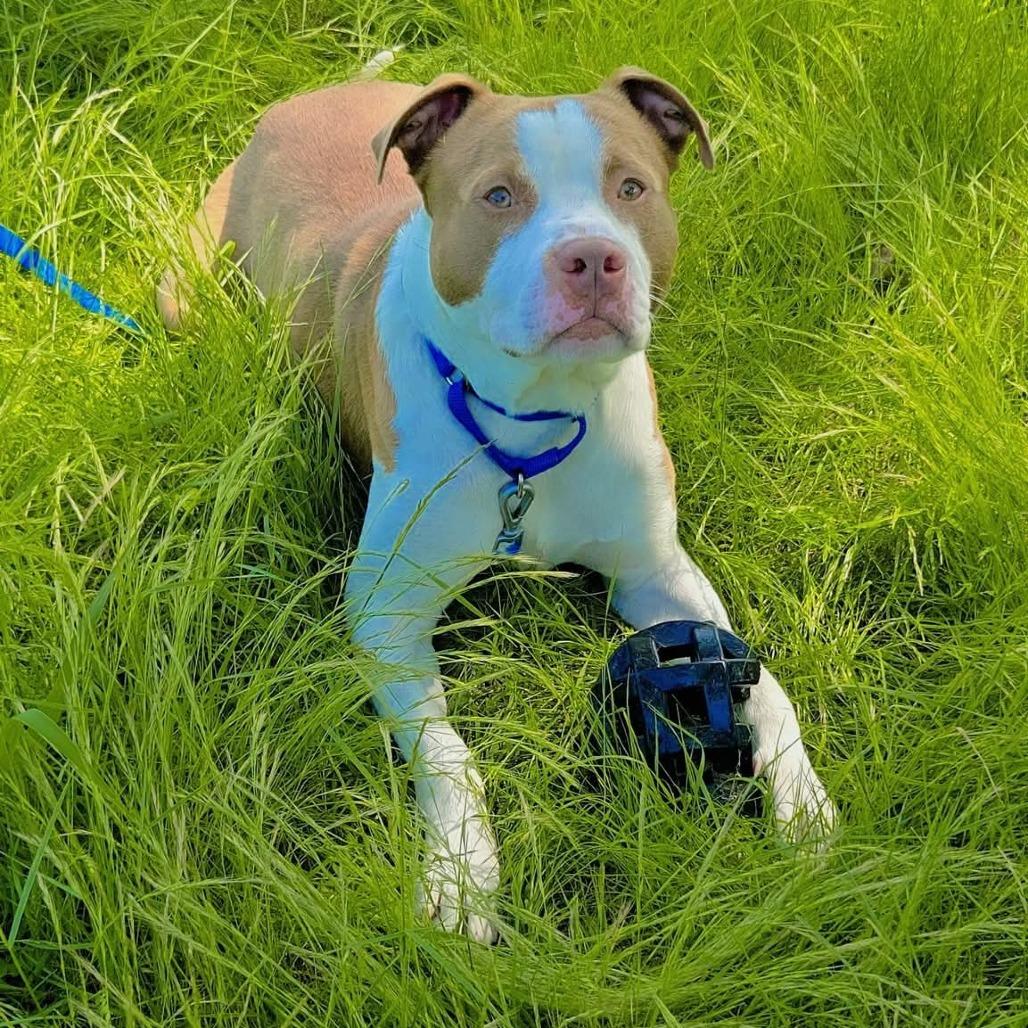 Enlarge SCUE, a Adoptable American Bulldog in Rossville, GA image 4/4