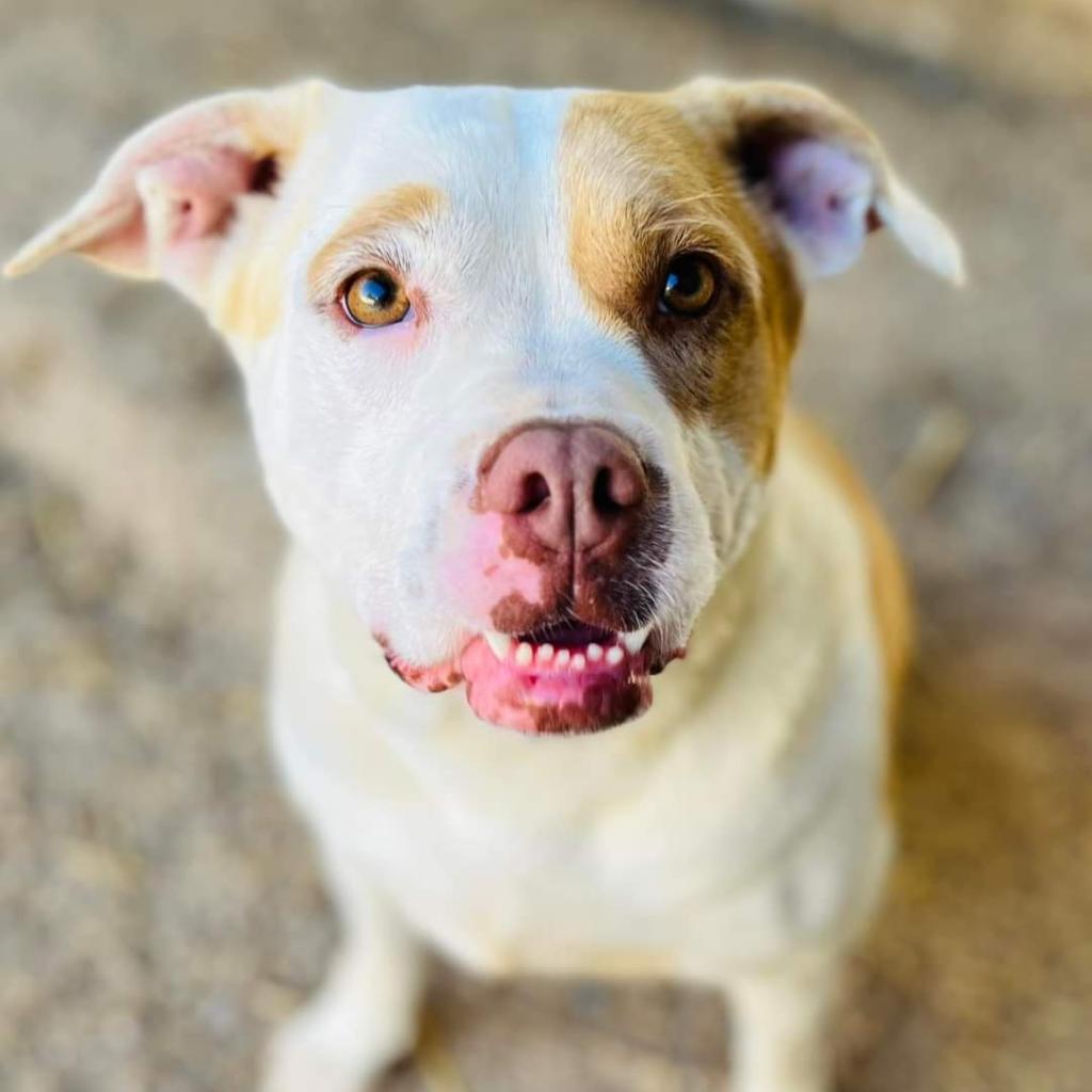 Gayle JuM, an adoptable American Bulldog in Seattle, WA, 98106 | Photo Image 2