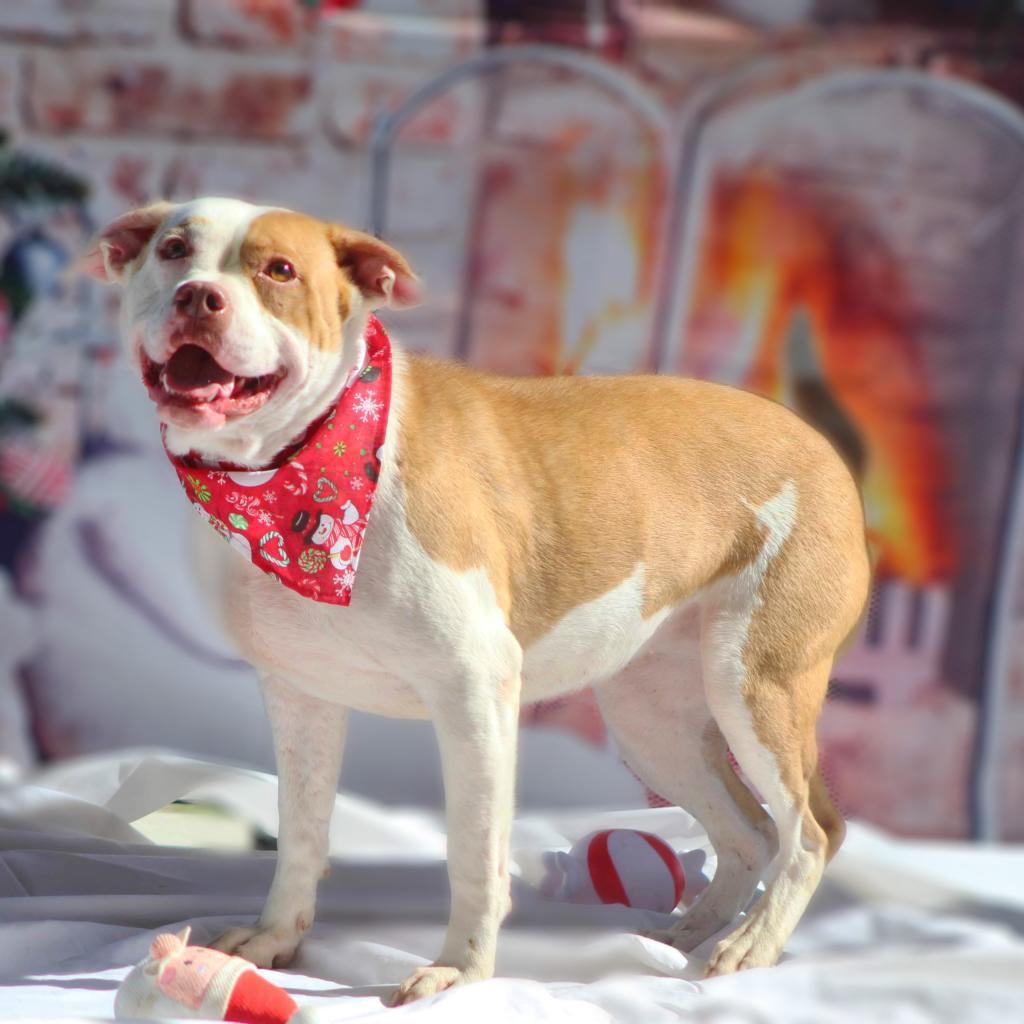 Gayle JuM, an adoptable American Bulldog in Seattle, WA, 98106 | Photo Image 5