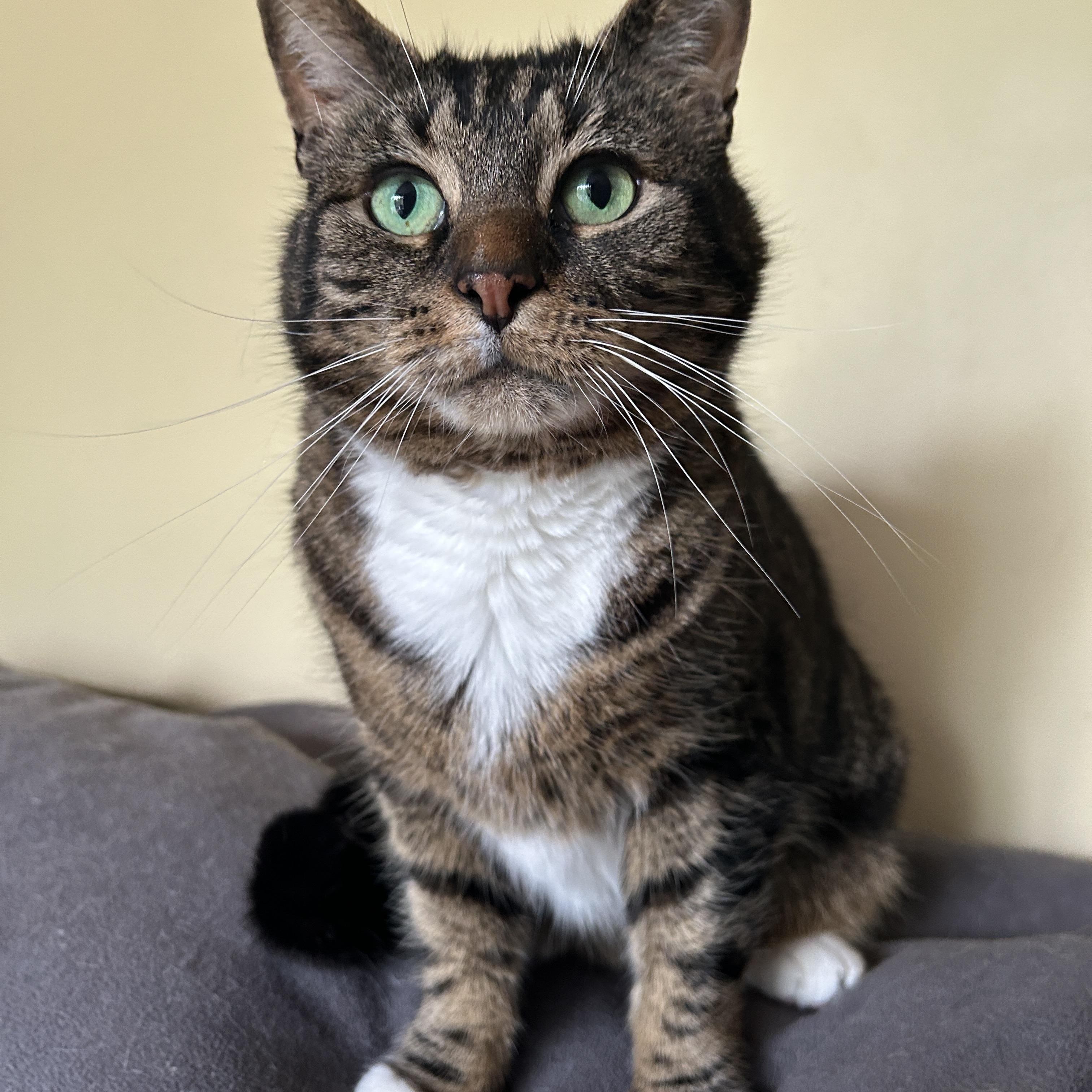 Irene, ADOPTABLE, Adult Female Domestic Short Hair.