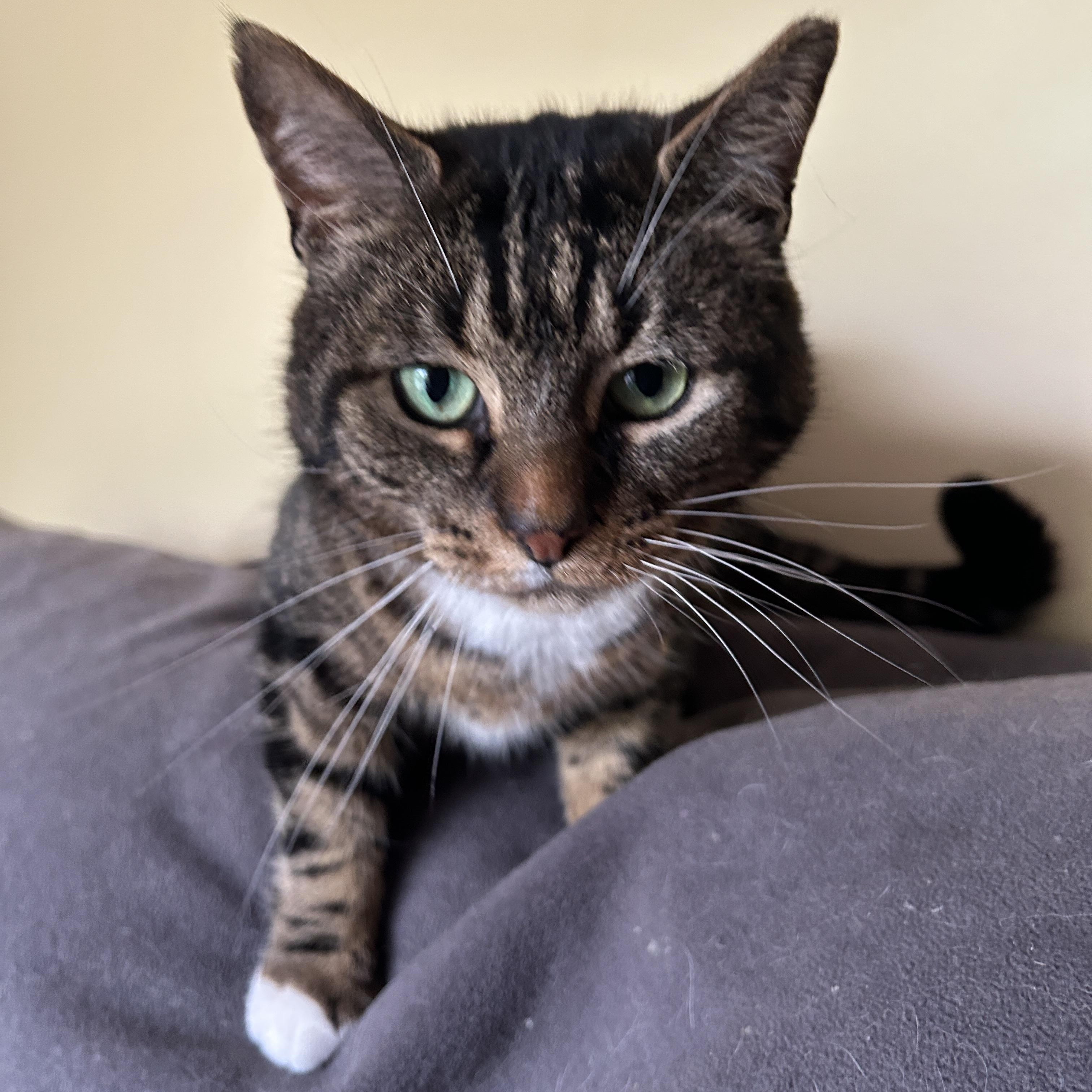Irene, a ADOPTABLE Domestic Short Hair in Warminster, PA image 3/5