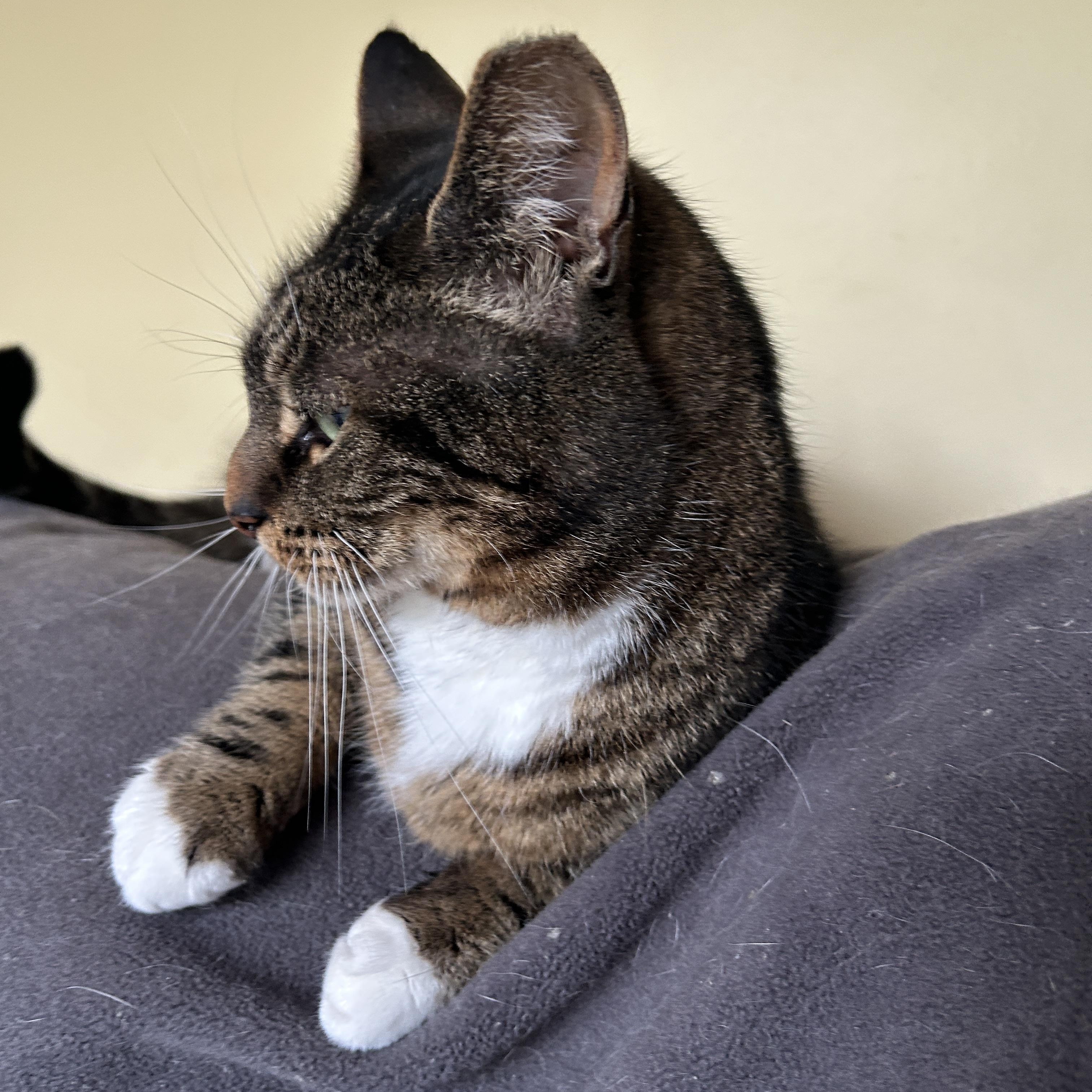 Irene, a ADOPTABLE Domestic Short Hair in Warminster, PA image 4/5