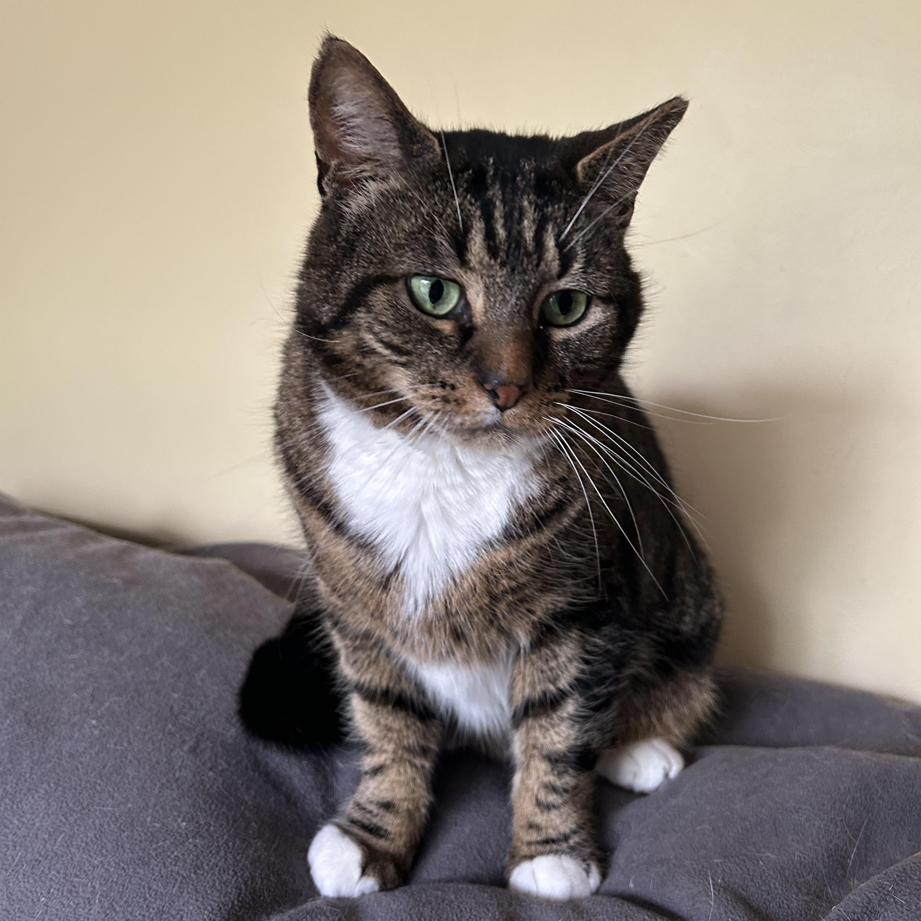 Irene, a ADOPTABLE Domestic Short Hair in Warminster, PA image 2/5