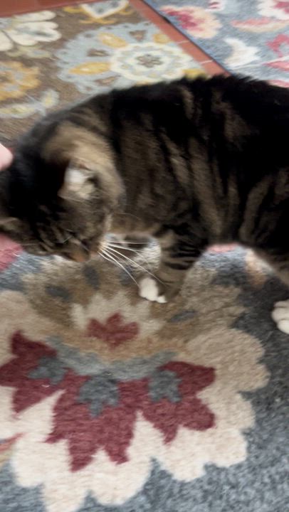 Enlarge Irene, a ADOPTABLE Domestic Short Hair in Warminster, PA video 5/5