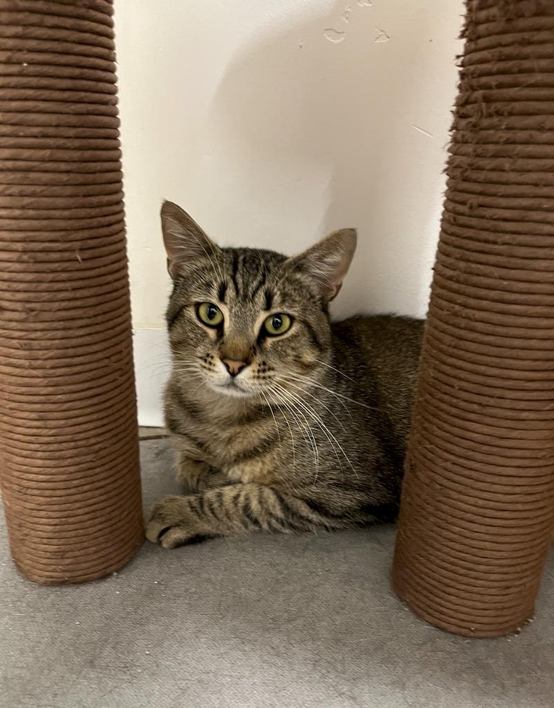 Tex, Adoptable, Young Male Domestic Short Hair.