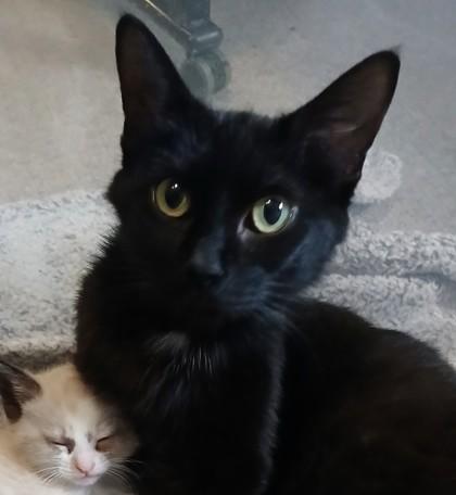 Velvet 52081, ADOPTABLE, Adult Female Domestic Short Hair.