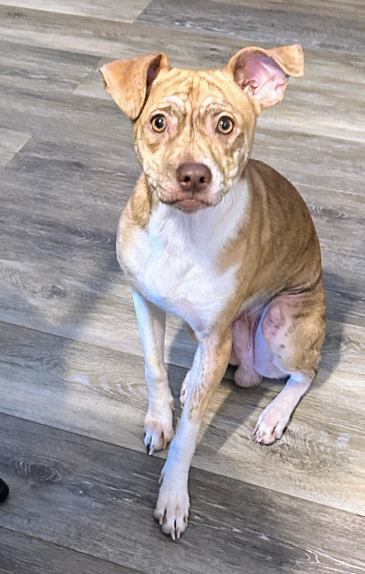 Chuck, an adopted mixed breed in Scottsburg, IN image 2/3