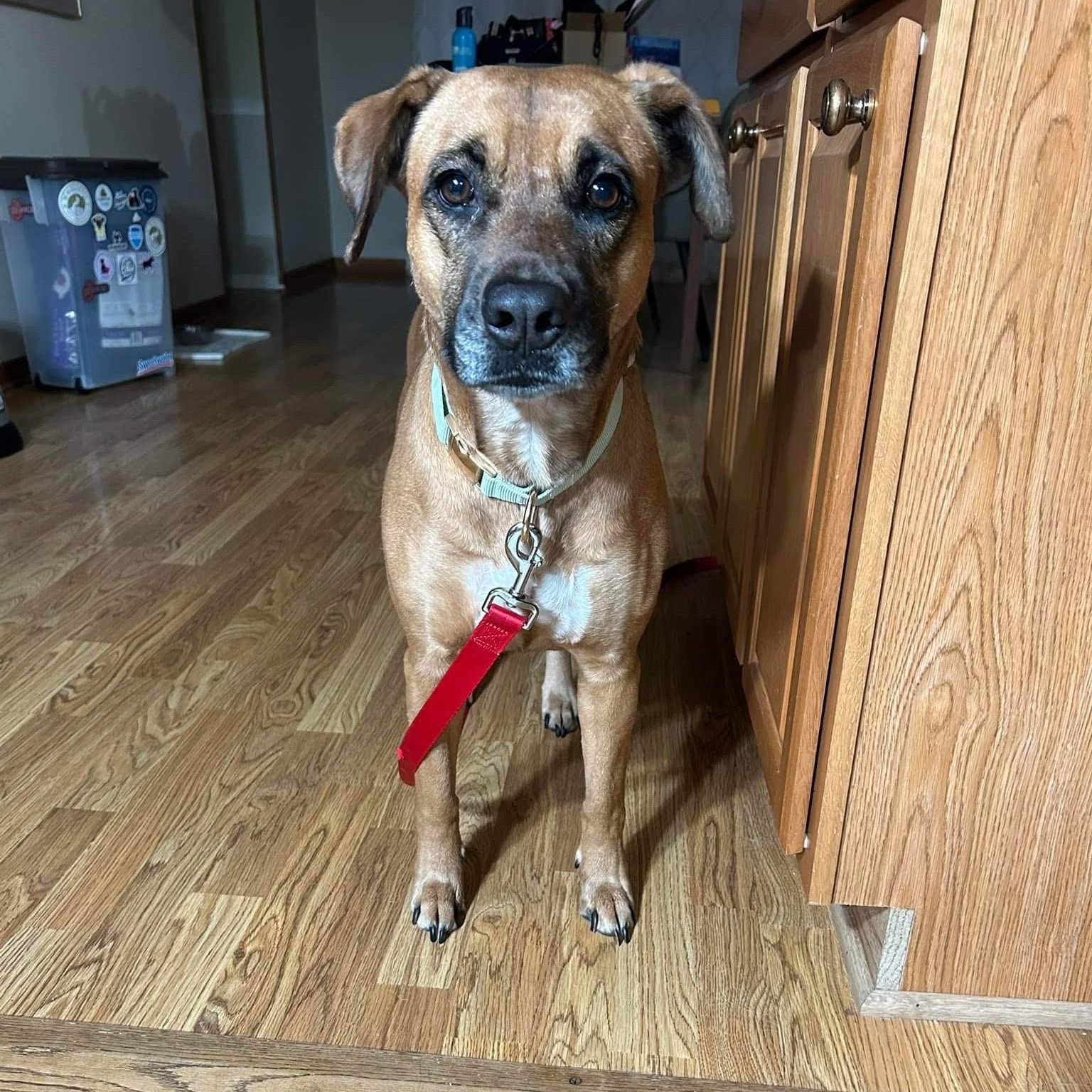 Penny photo 4