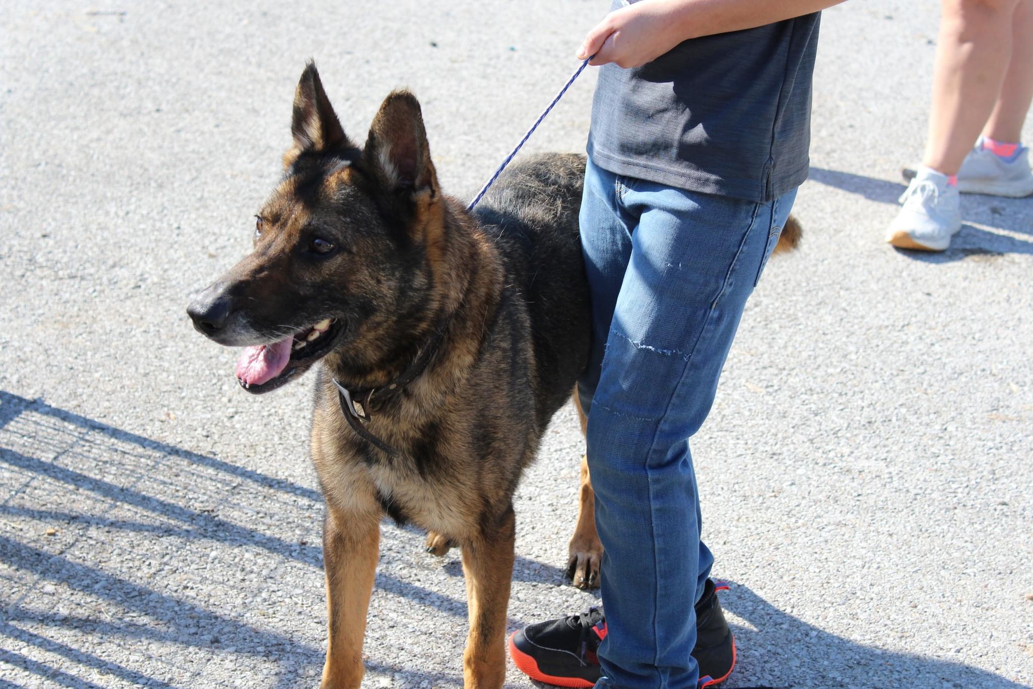 Dog for adoption Blanche, a Dutch Shepherd Mix in Dixon, KY Petfinder