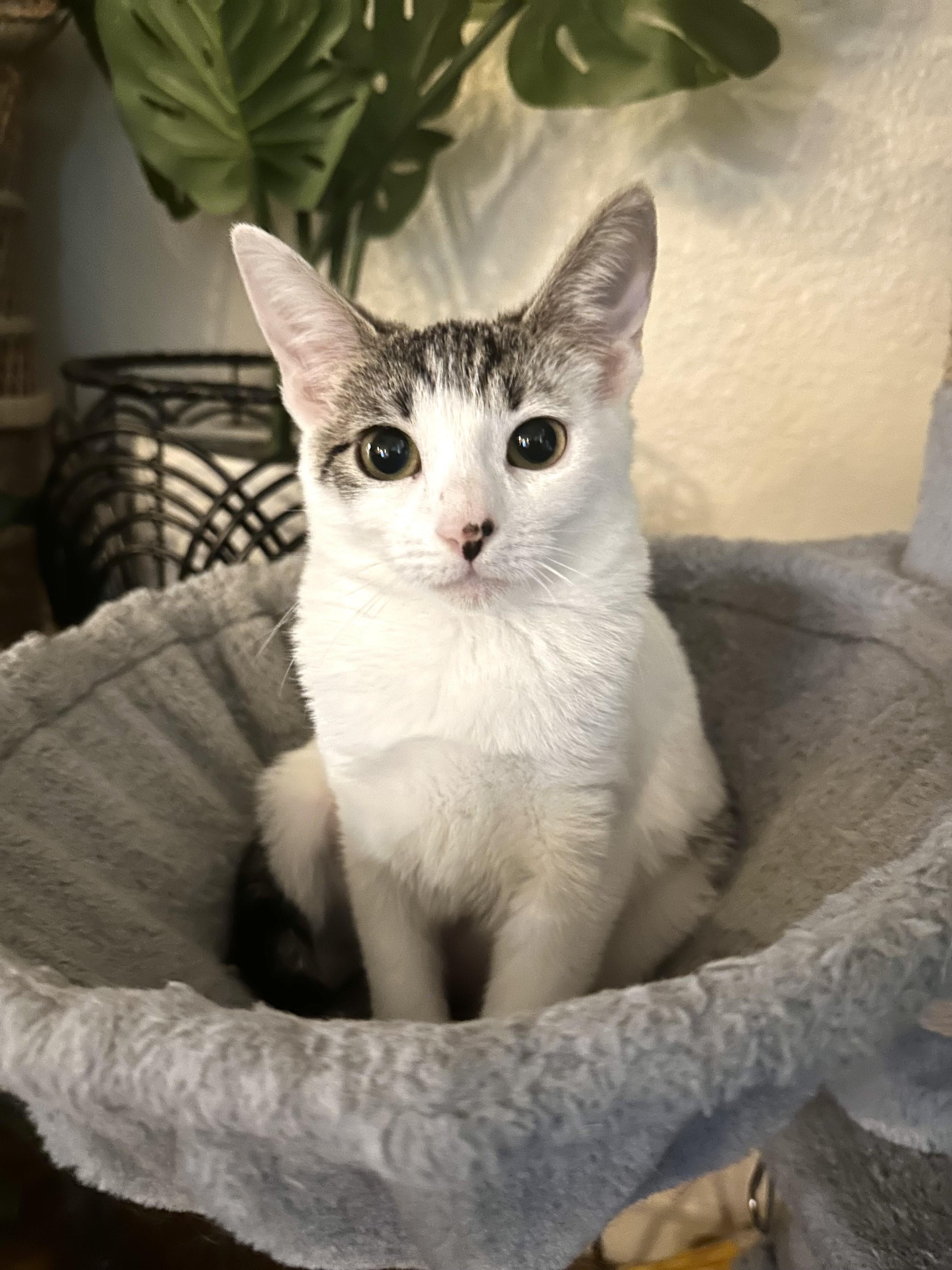 Juniper, a Adopted mixed breed in Tigard, OR image 1/3