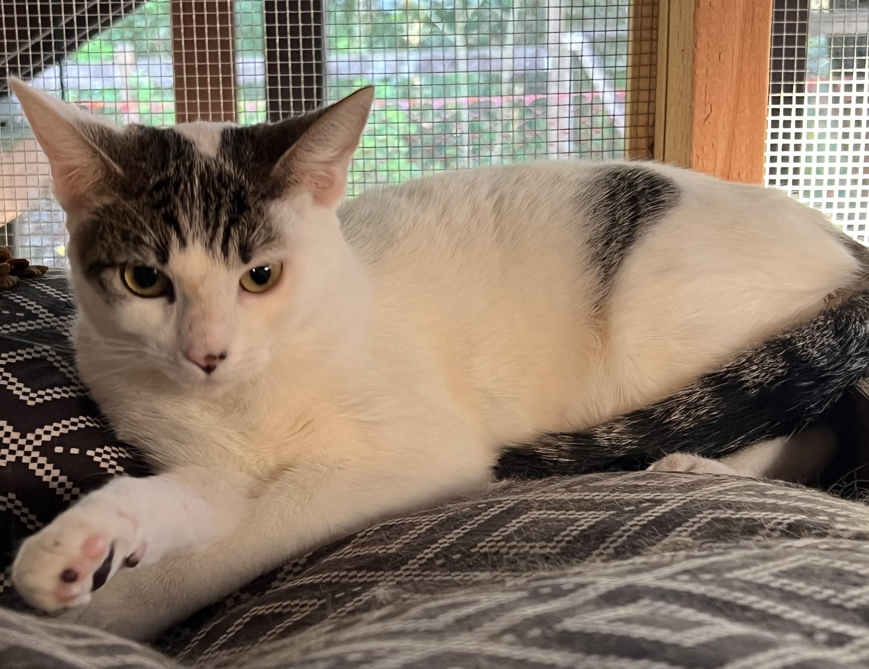 Juniper, a Adopted mixed breed in Tigard, OR image 2/3