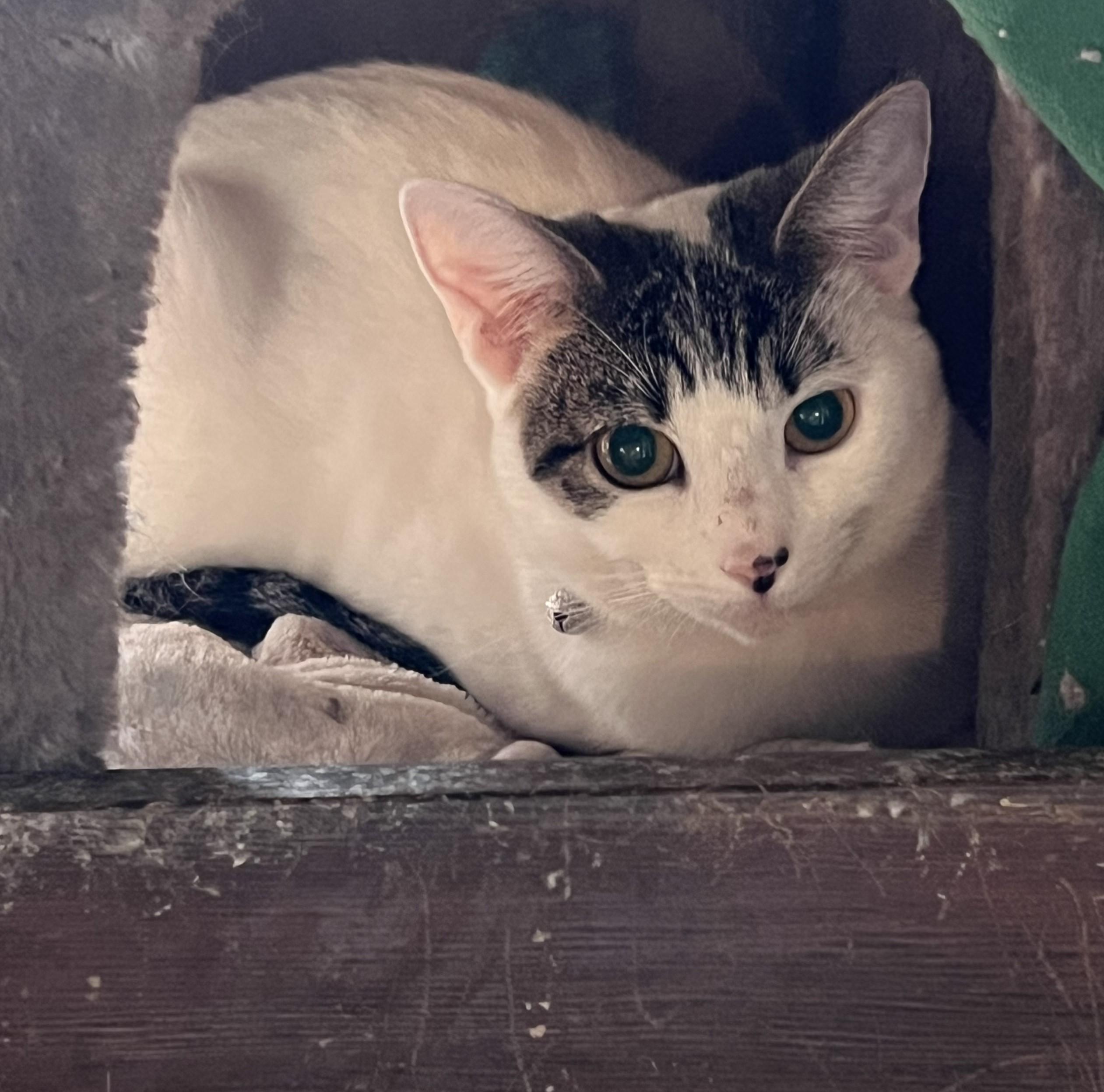 Juniper, a Adopted mixed breed in Tigard, OR image 3/3