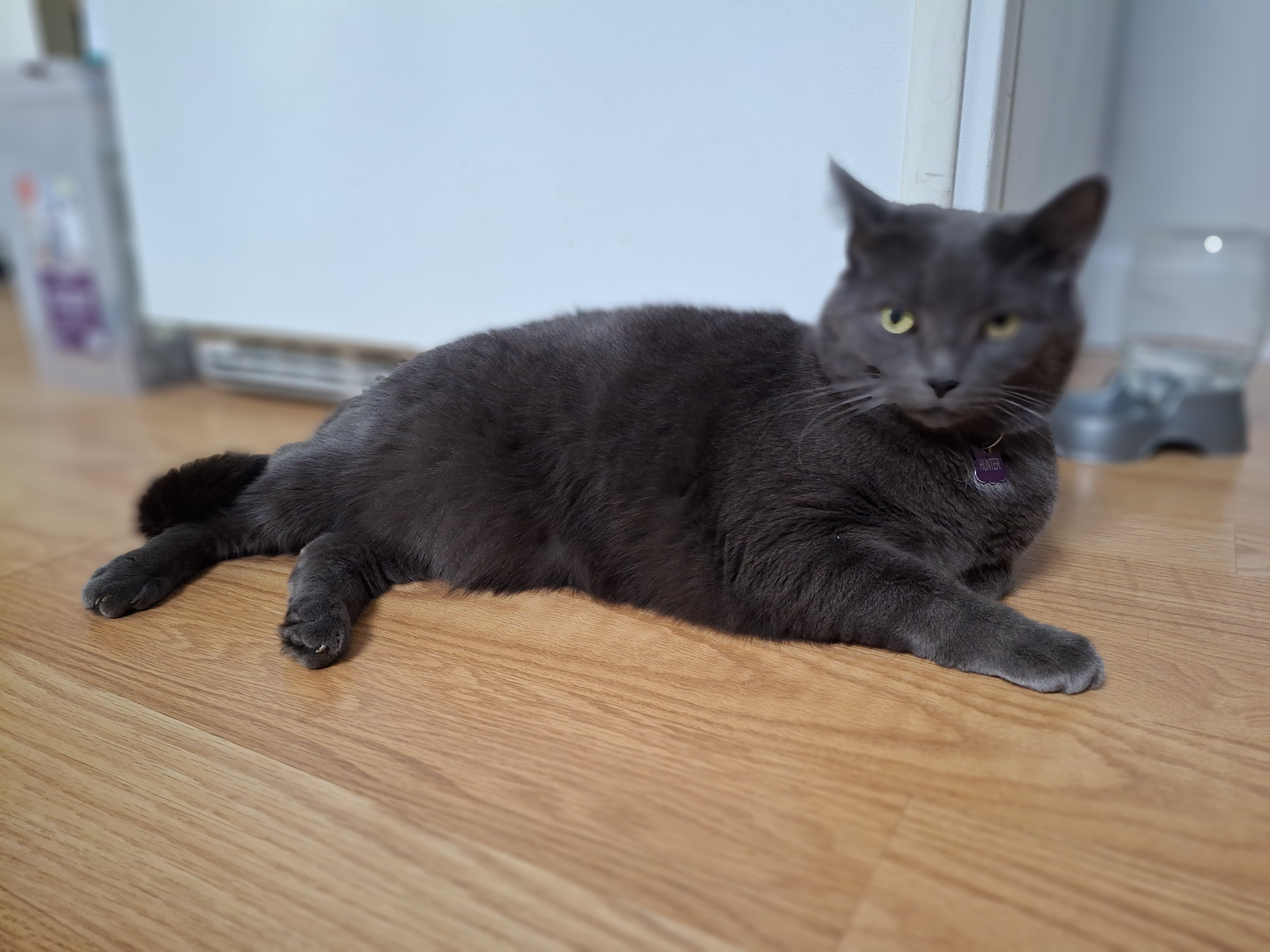 Hunter, Adoptable, Adult Male Domestic Short Hair.