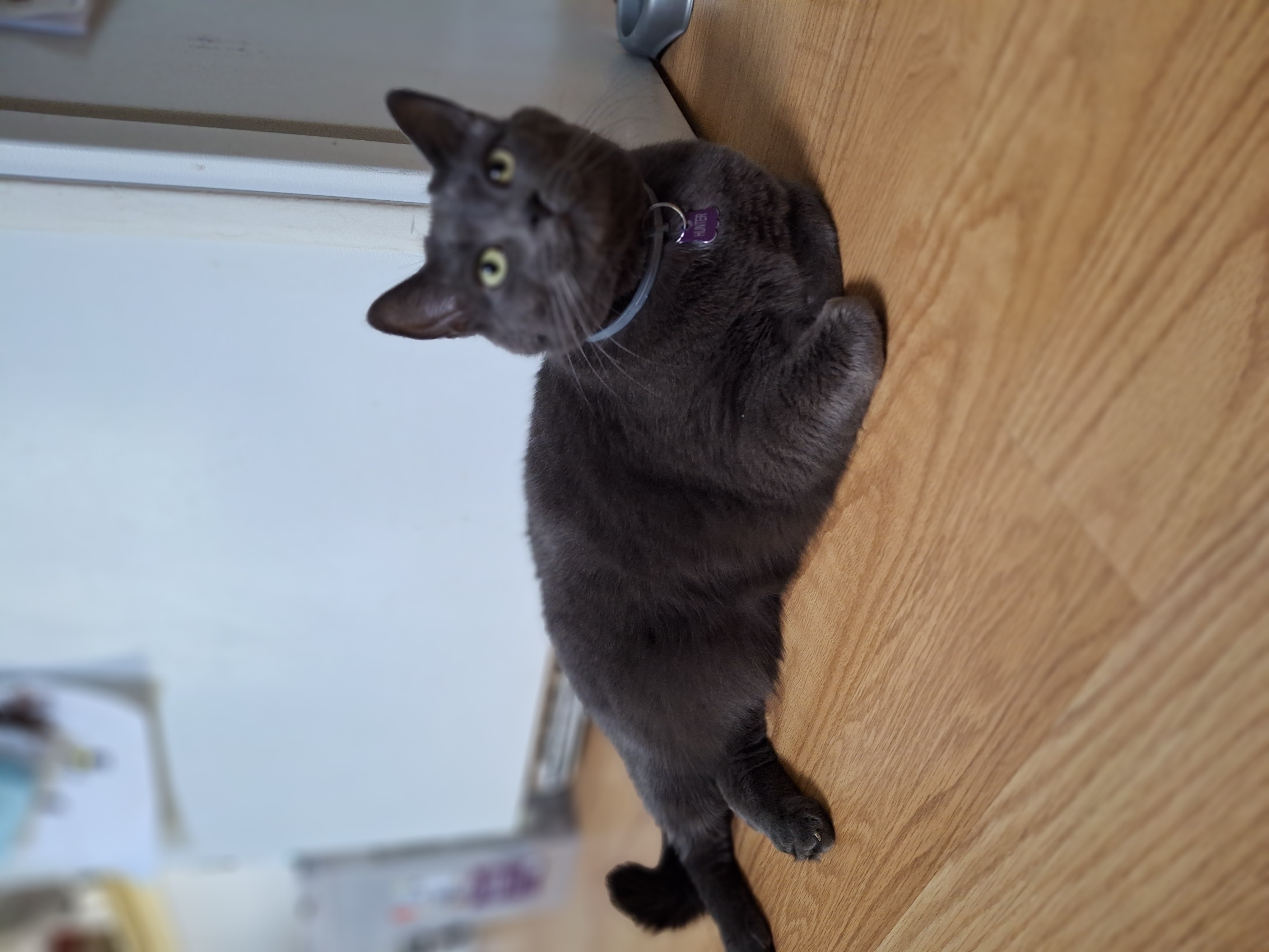 Enlarge Hunter, a Adoptable Domestic Short Hair in Philadelphia, PA image 2/2