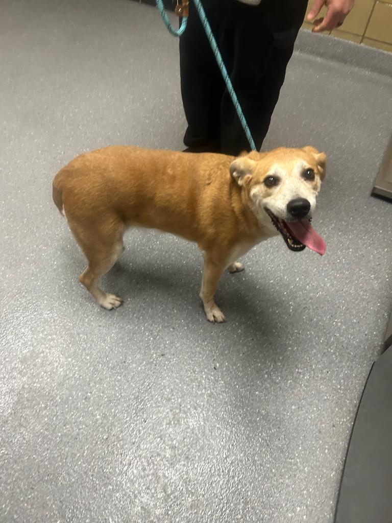 Enlarge Snuggles, a Adoptable mixed breed in Greenfield, IN image 1/1