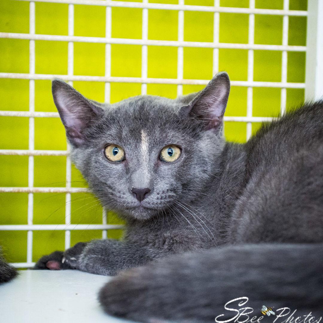 Uma, Adoptable, Young Female Domestic Short Hair & Extra-Toes Cat / Hemingway Polydactyl.