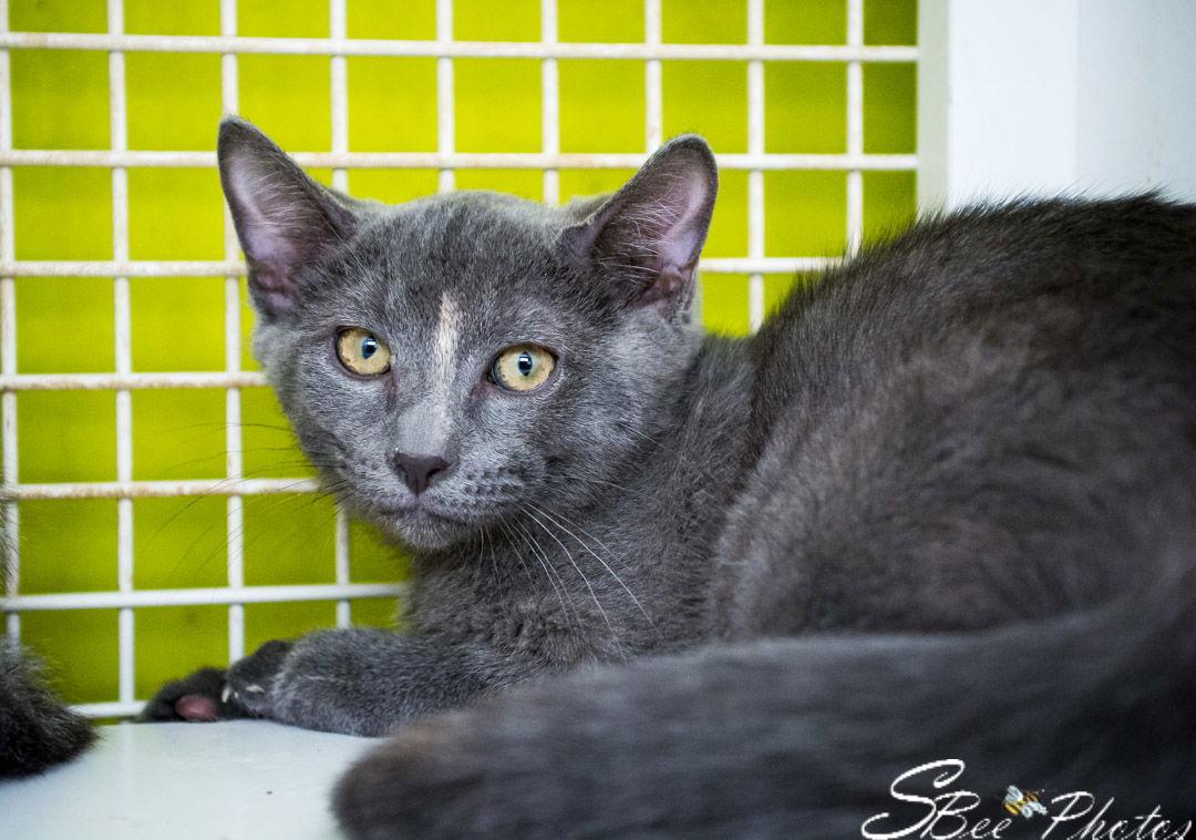 Enlarge Uma, a Adoptable mixed breed in St. Cloud, FL image 2/6