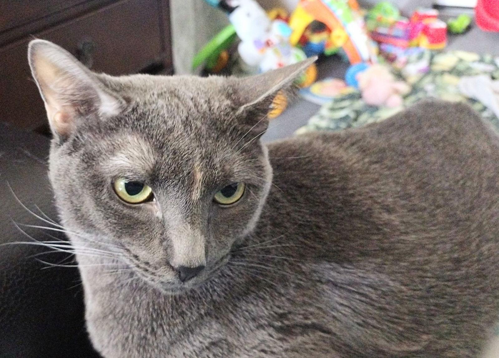 Enlarge Uma, a Adoptable mixed breed in St. Cloud, FL image 3/6