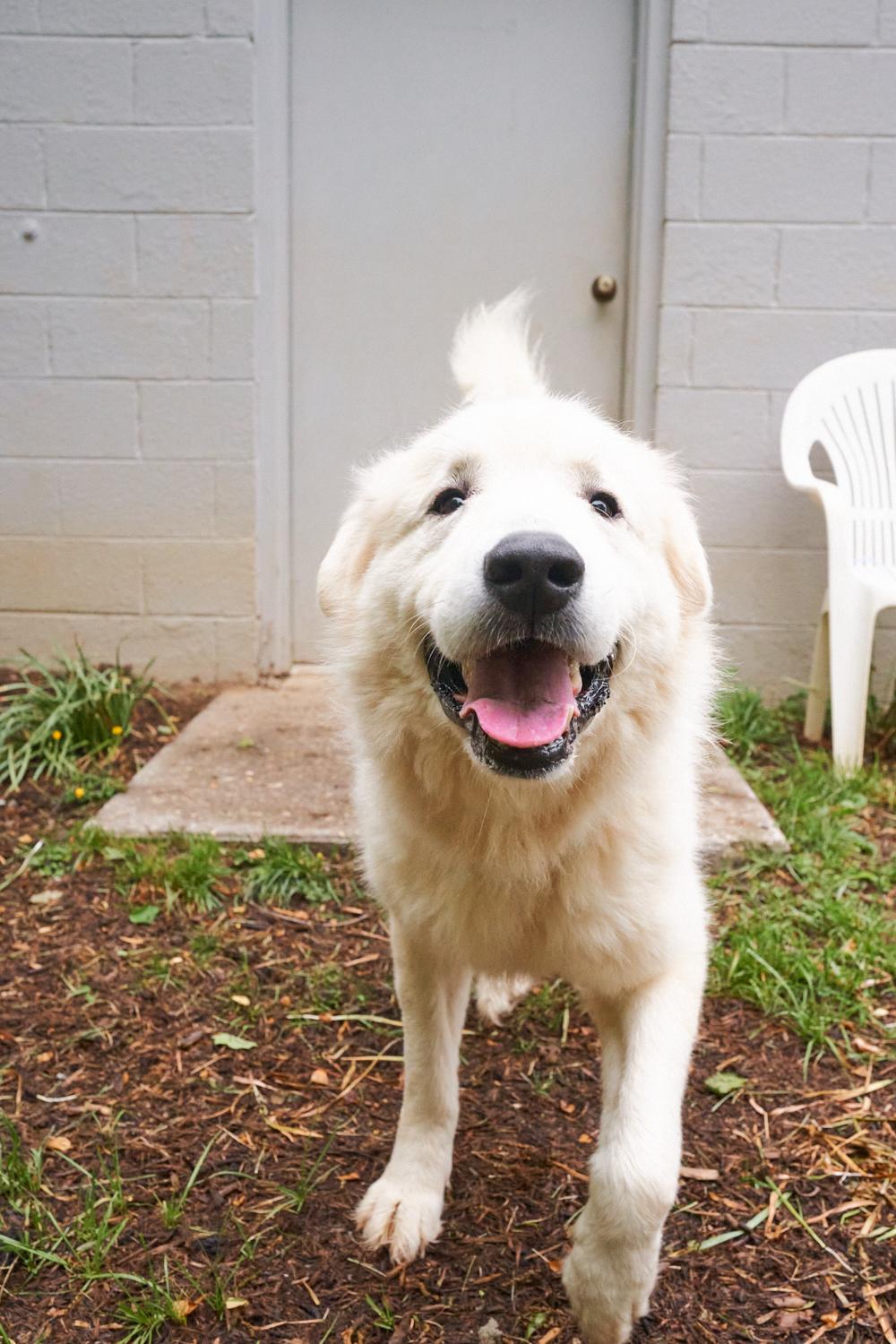 Enlarge Floki, a ADOPTABLE Great Pyrenees in Floyd, VA image 3/4
