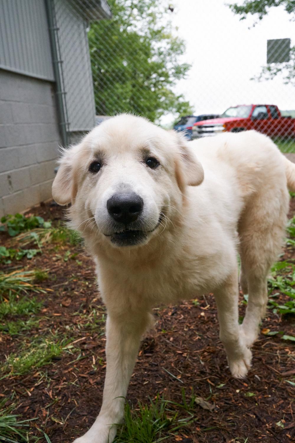 Enlarge Floki, a ADOPTABLE Great Pyrenees in Floyd, VA image 2/4