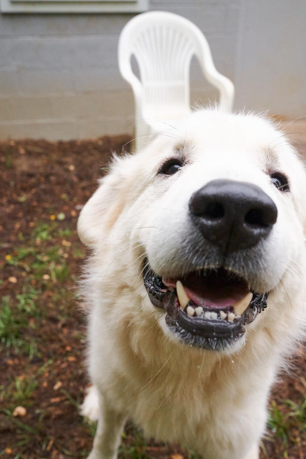 Floki, ADOPTABLE, Young Male Great Pyrenees.