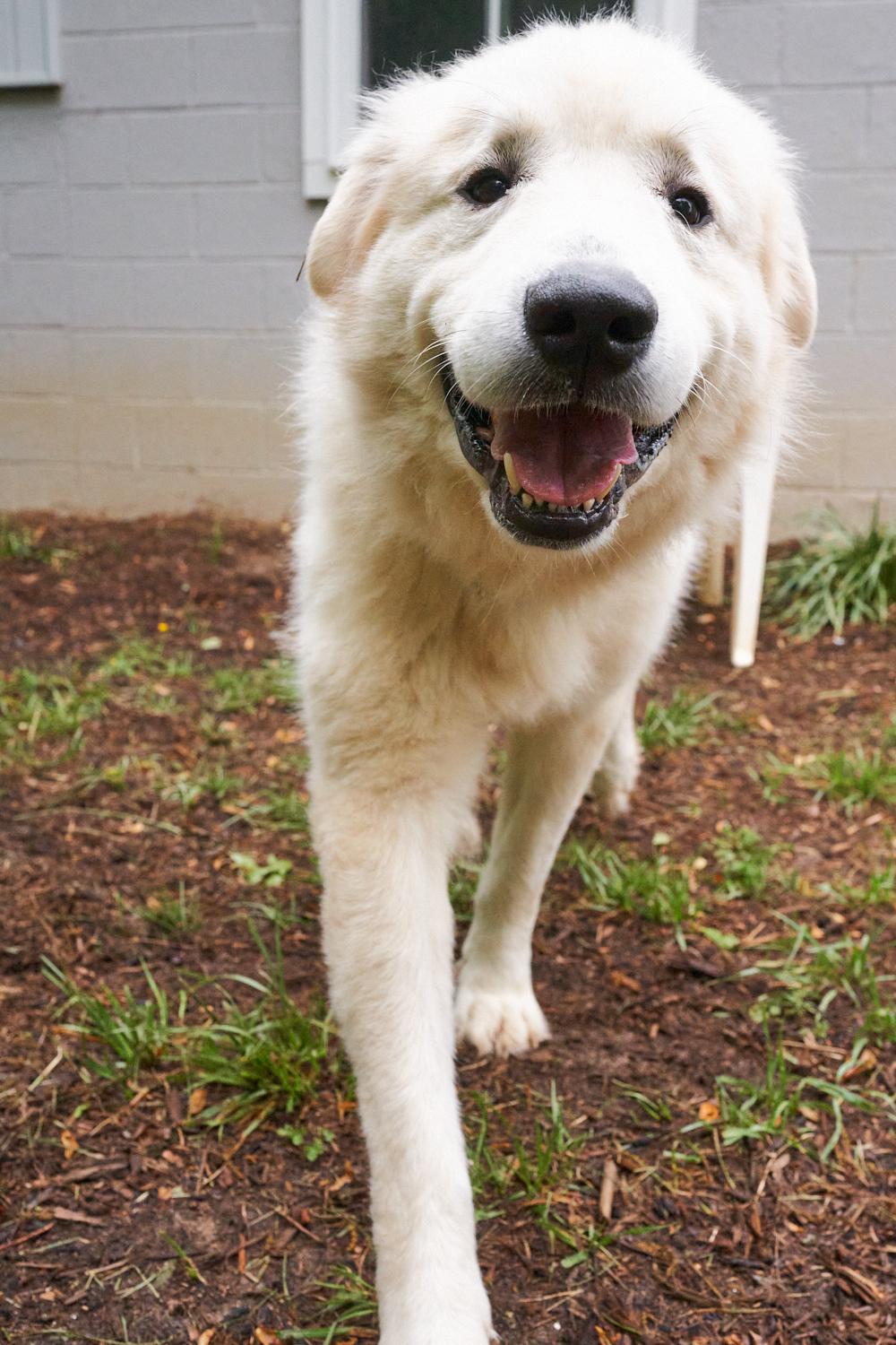 Enlarge Floki, a ADOPTABLE Great Pyrenees in Floyd, VA image 4/4