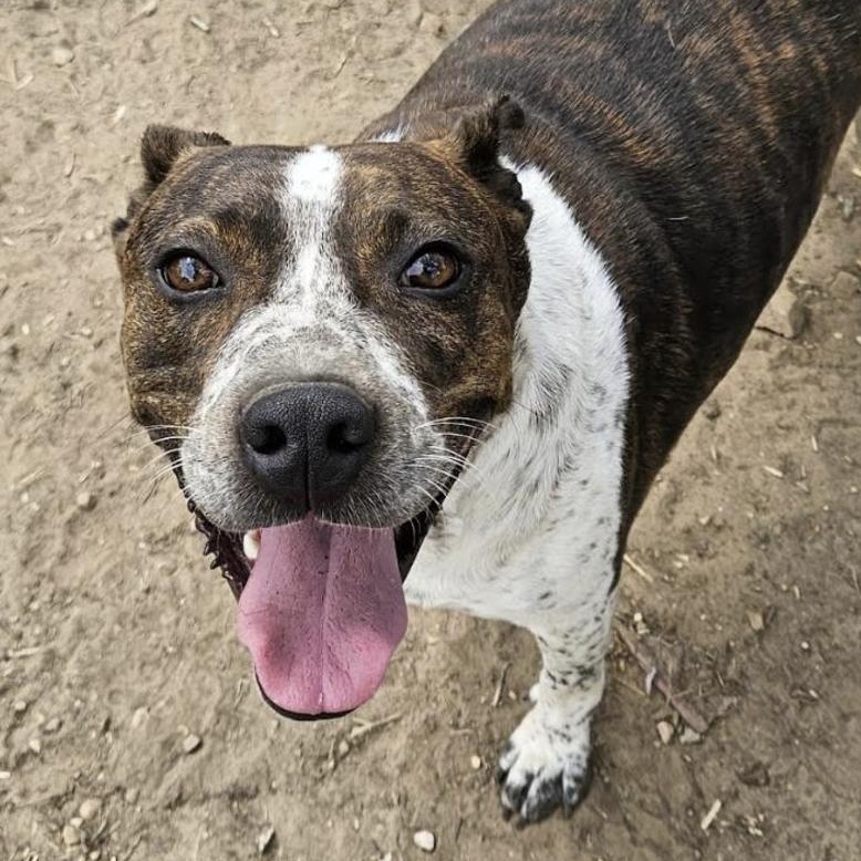 Butch, Adoptable, Adult Male Hound & English Pointer.