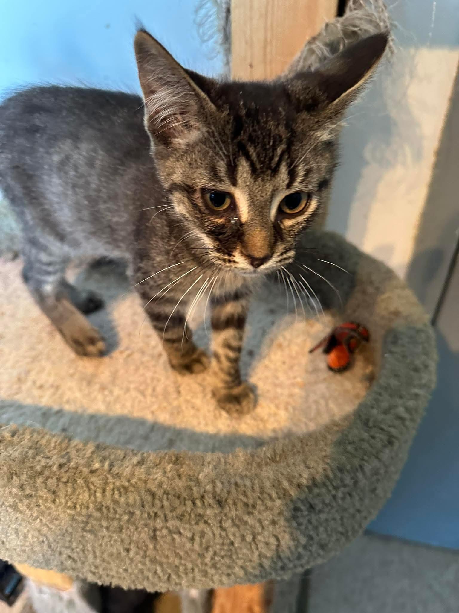 Mabel, ADOPTABLE, Young Female Domestic Short Hair.