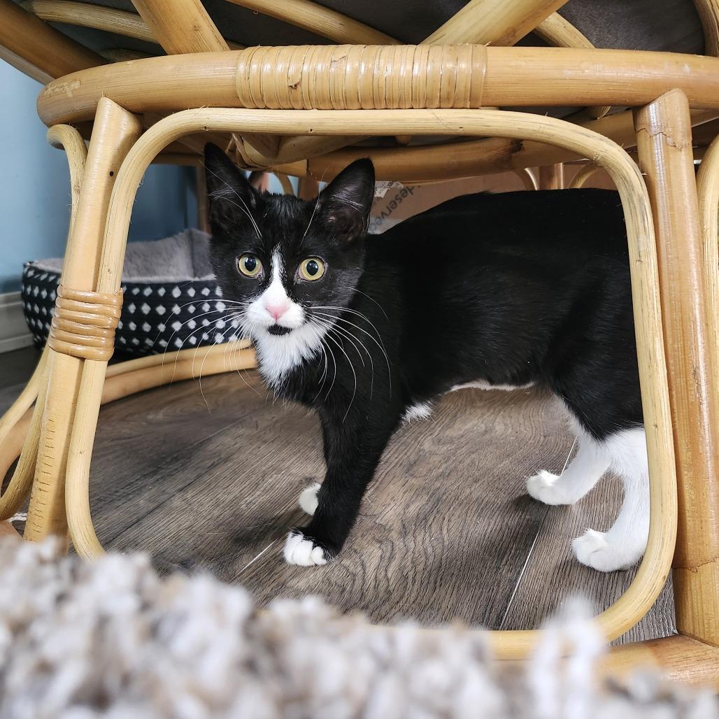 Enlarge Puppet, a Adoptable Domestic Short Hair in Wichita, KS image 1/3