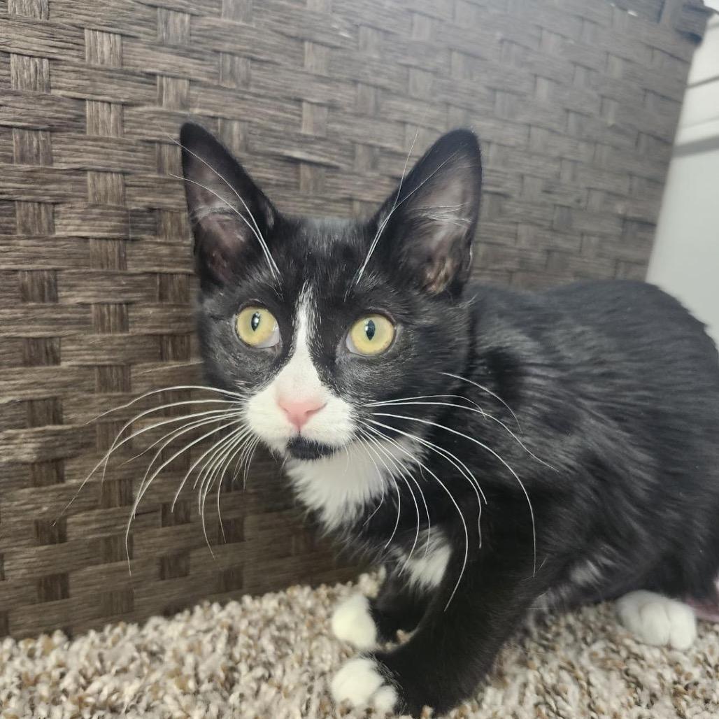 Enlarge Puppet, a Adoptable Domestic Short Hair in Wichita, KS image 3/3