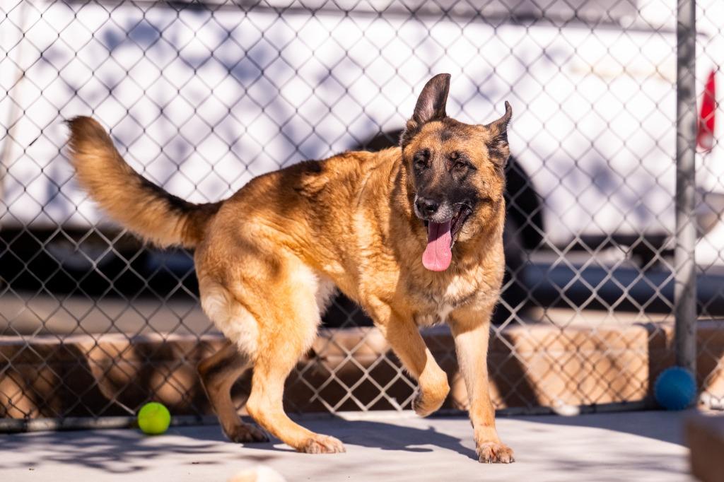 Fungo (Luna), Adoptable, Adult Female Shepherd.