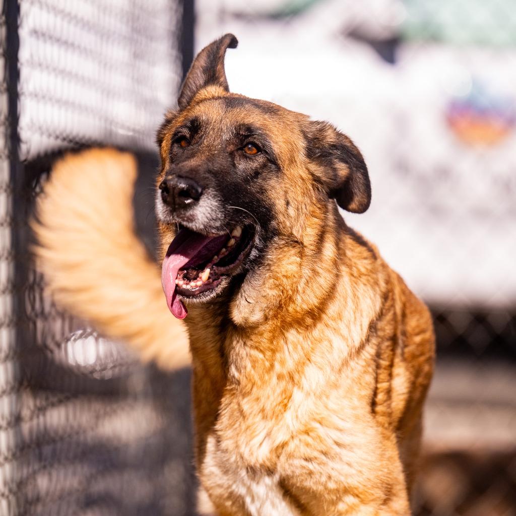 Fungo (Luna), a Adoptable mixed breed in Twentynine Palms, CA image 3/6