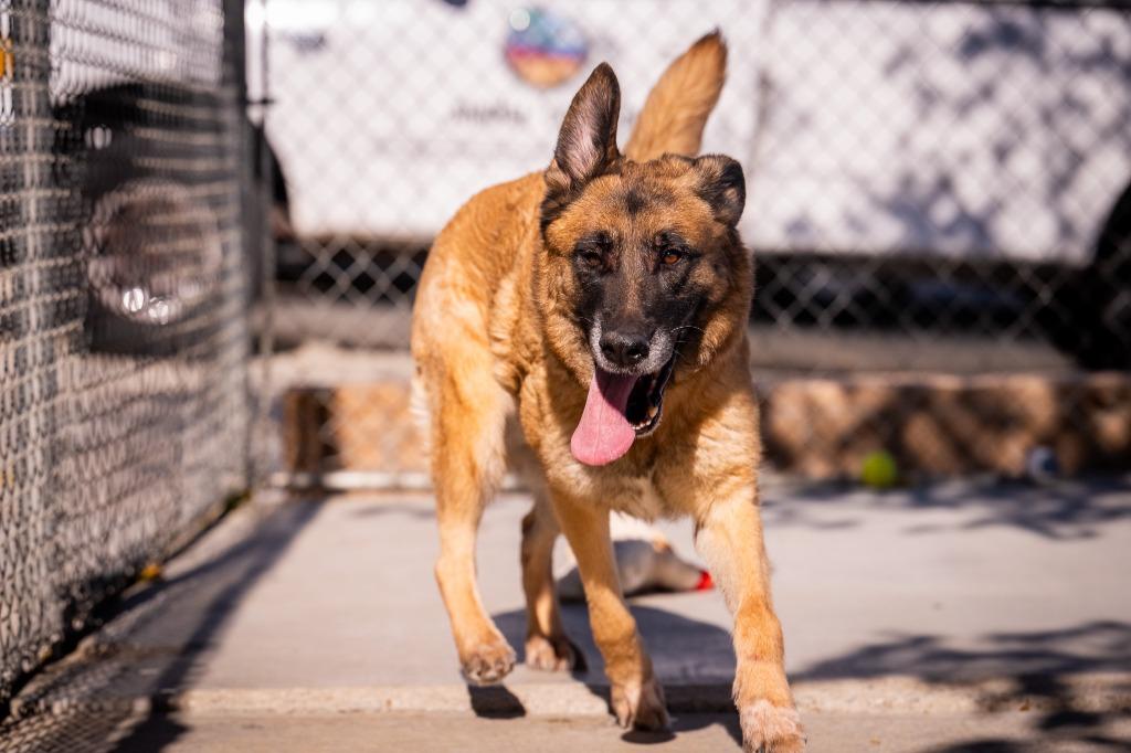 Fungo (Luna), a Adoptable mixed breed in Twentynine Palms, CA image 4/6