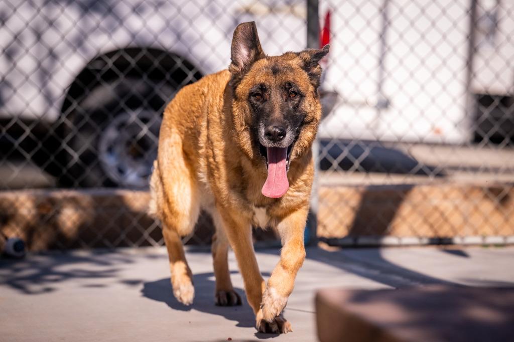 Fungo (Luna), a Adoptable mixed breed in Twentynine Palms, CA image 5/6