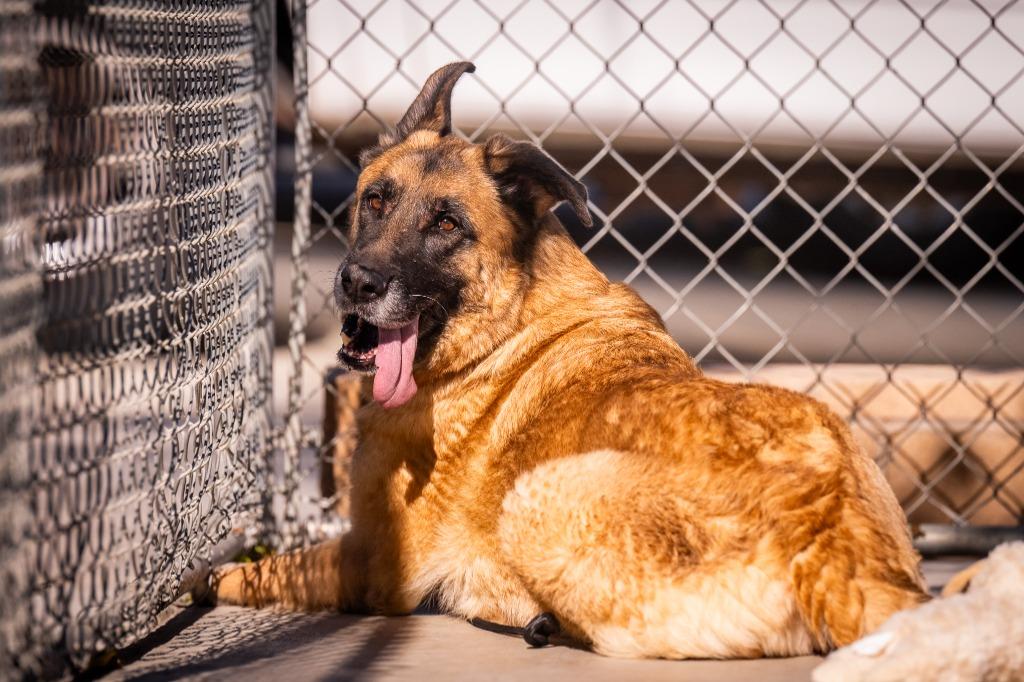 Fungo (Luna), a Adoptable mixed breed in Twentynine Palms, CA image 6/6