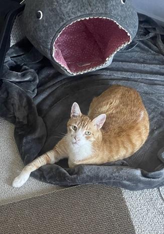 Bubba, a Adoptable mixed breed in San Francisco, CA image 2/6