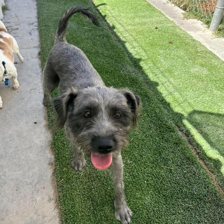 Mummy Available 9/26, Adoptable, Adult Female Schnauzer & None.