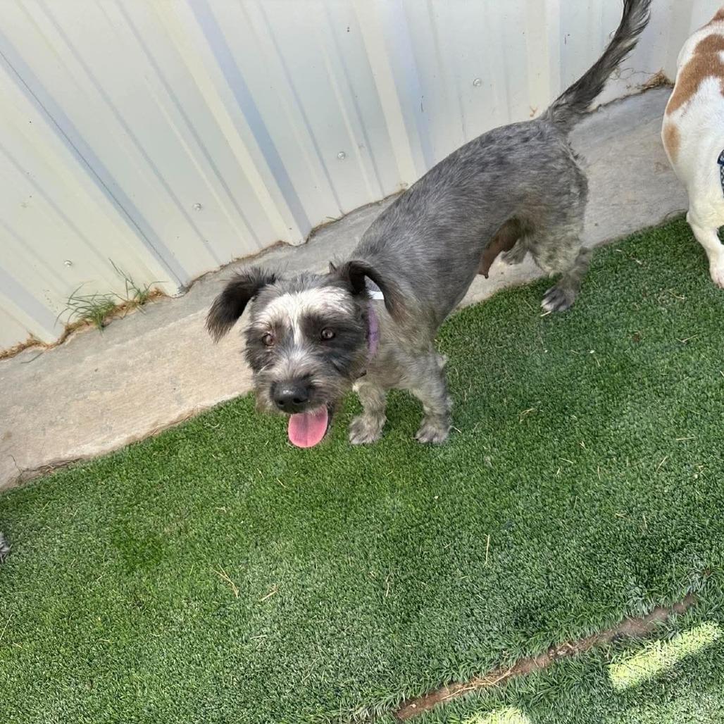 Enlarge Mummy Available 9/26, a Adoptable Schnauzer in Loves Park, IL image 2/2