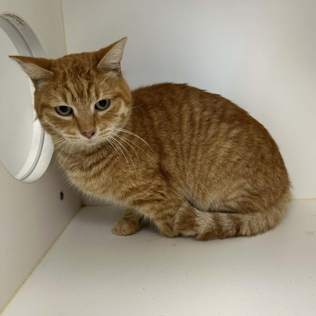 Enlarge Sonny, a Adoptable American Shorthair in Portland, TX image 1/1