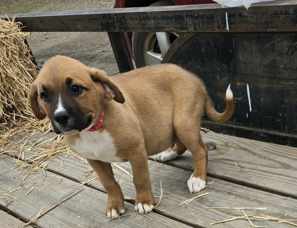 Luke, a ADOPTABLE mixed breed image 1/2