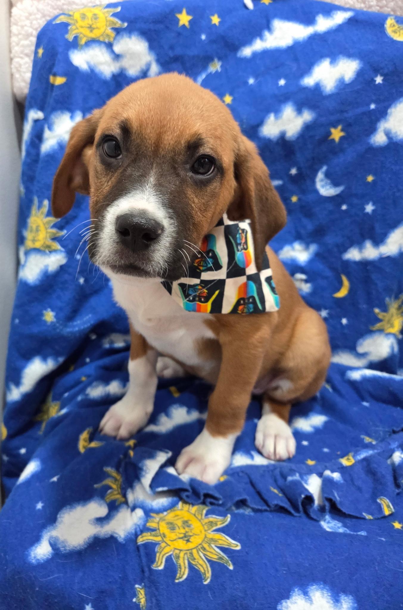 Enlarge Obi , a ADOPTABLE mixed breed in White Lake, MI image 3/6