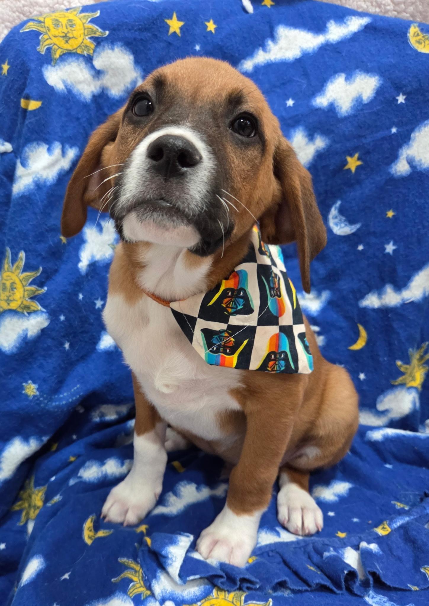 Obi , ADOPTABLE, Puppy Male Boxer & Beagle.