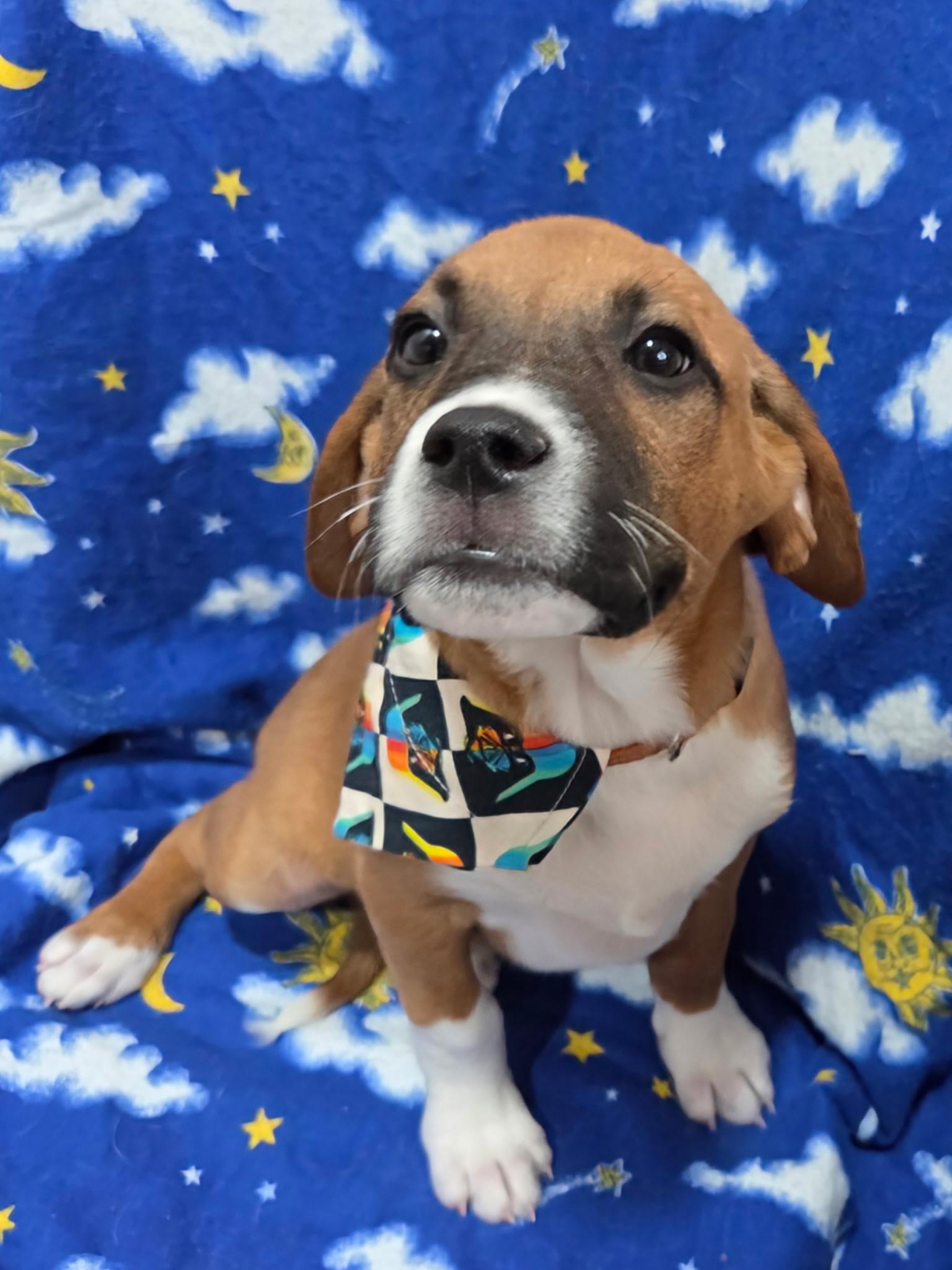 Enlarge Obi , a ADOPTABLE mixed breed in White Lake, MI image 4/6