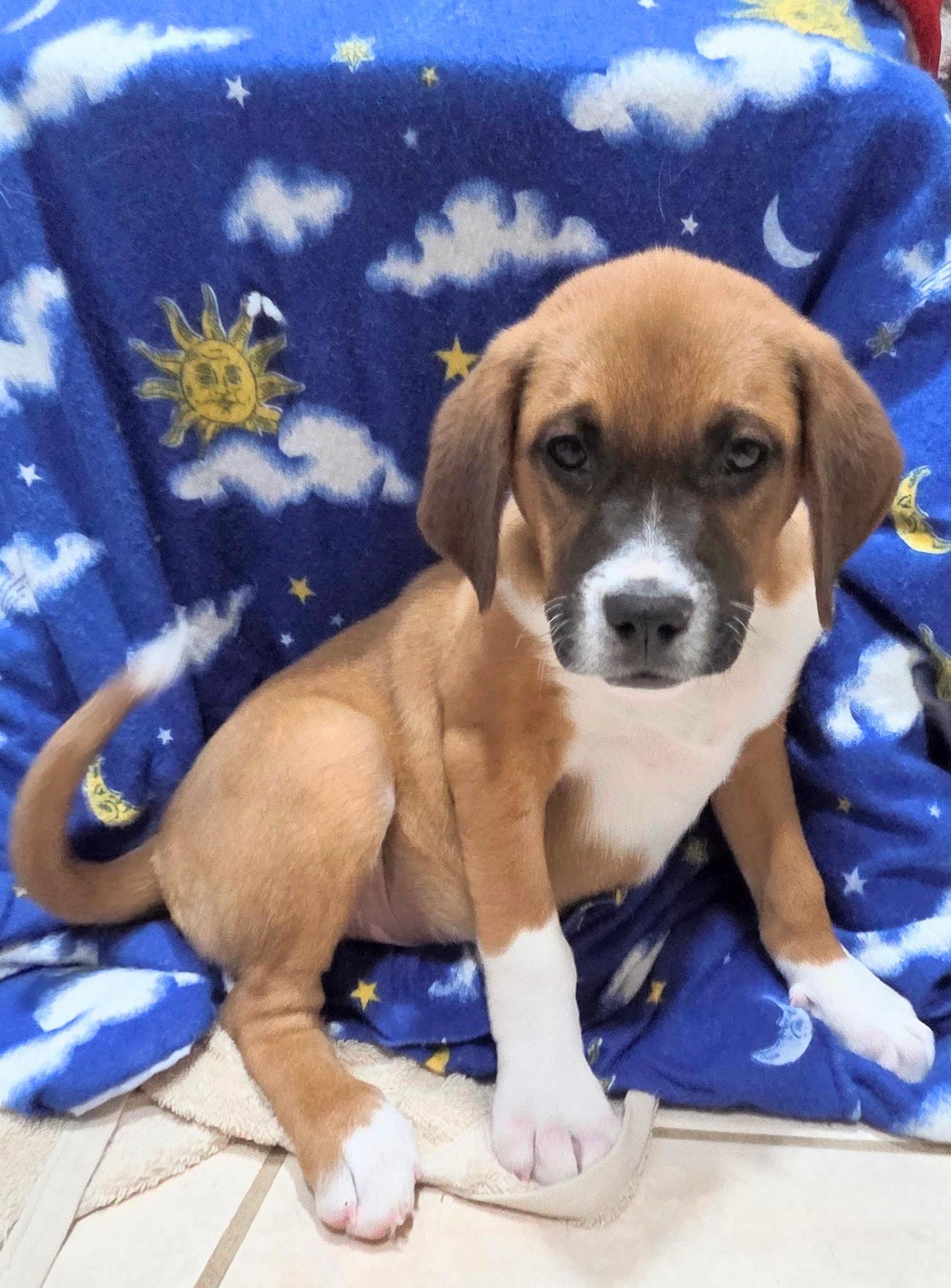 Enlarge Obi , a ADOPTABLE mixed breed in White Lake, MI image 5/6