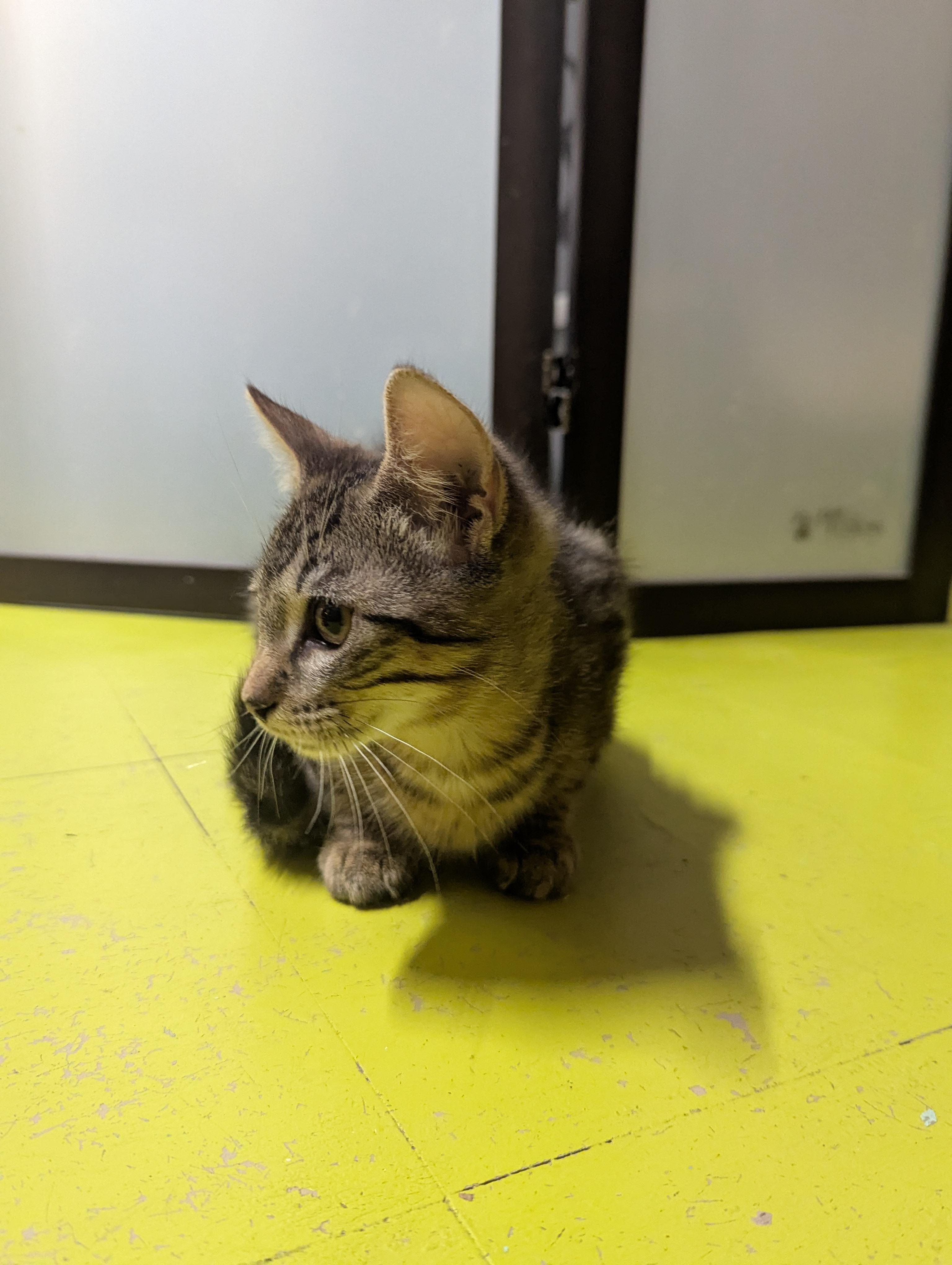 DERAN, a Adoptable Domestic Short Hair in Tillsonburg, ON image 2/6
