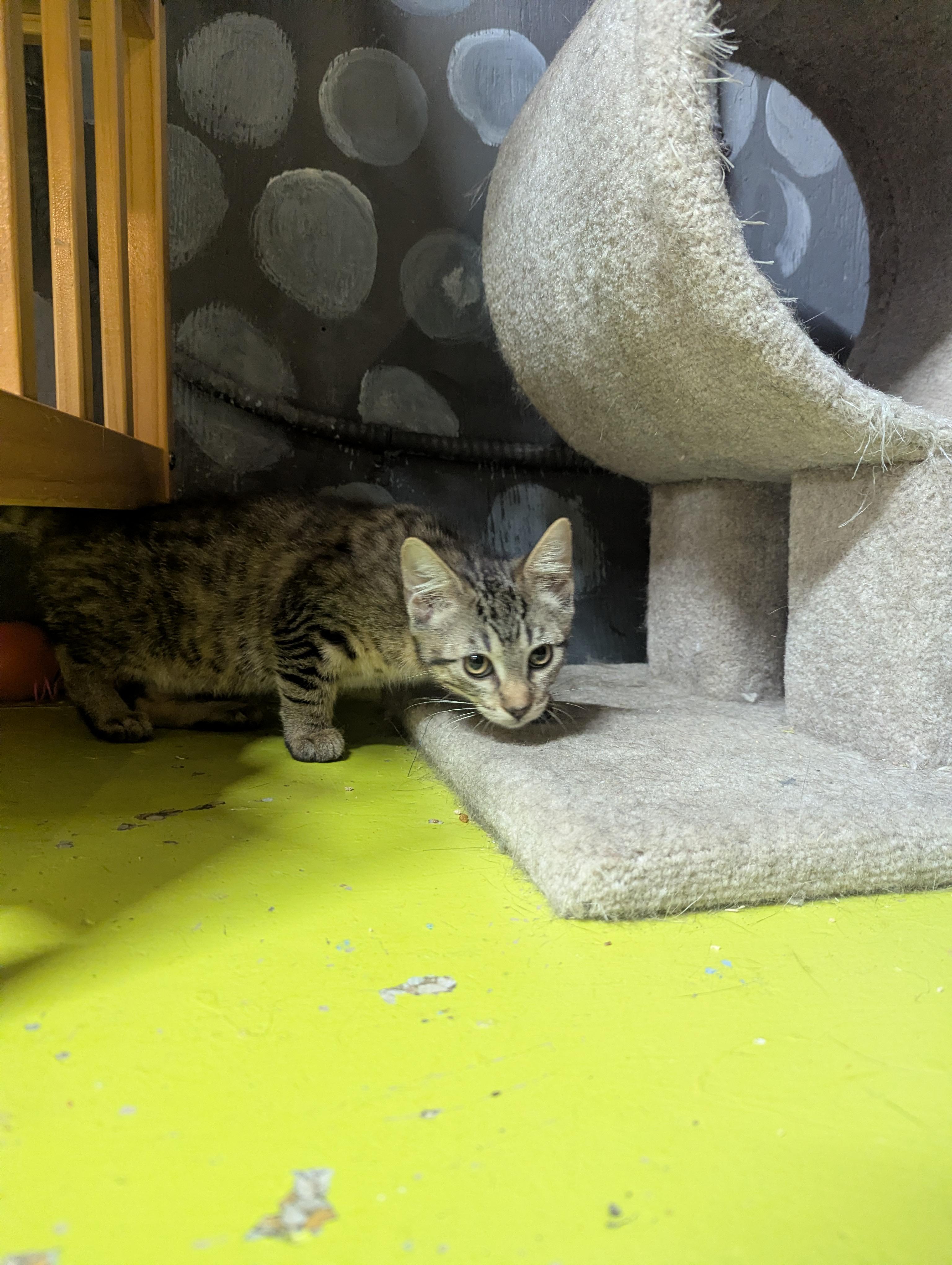 DERAN, a Adoptable Domestic Short Hair in Tillsonburg, ON image 4/6