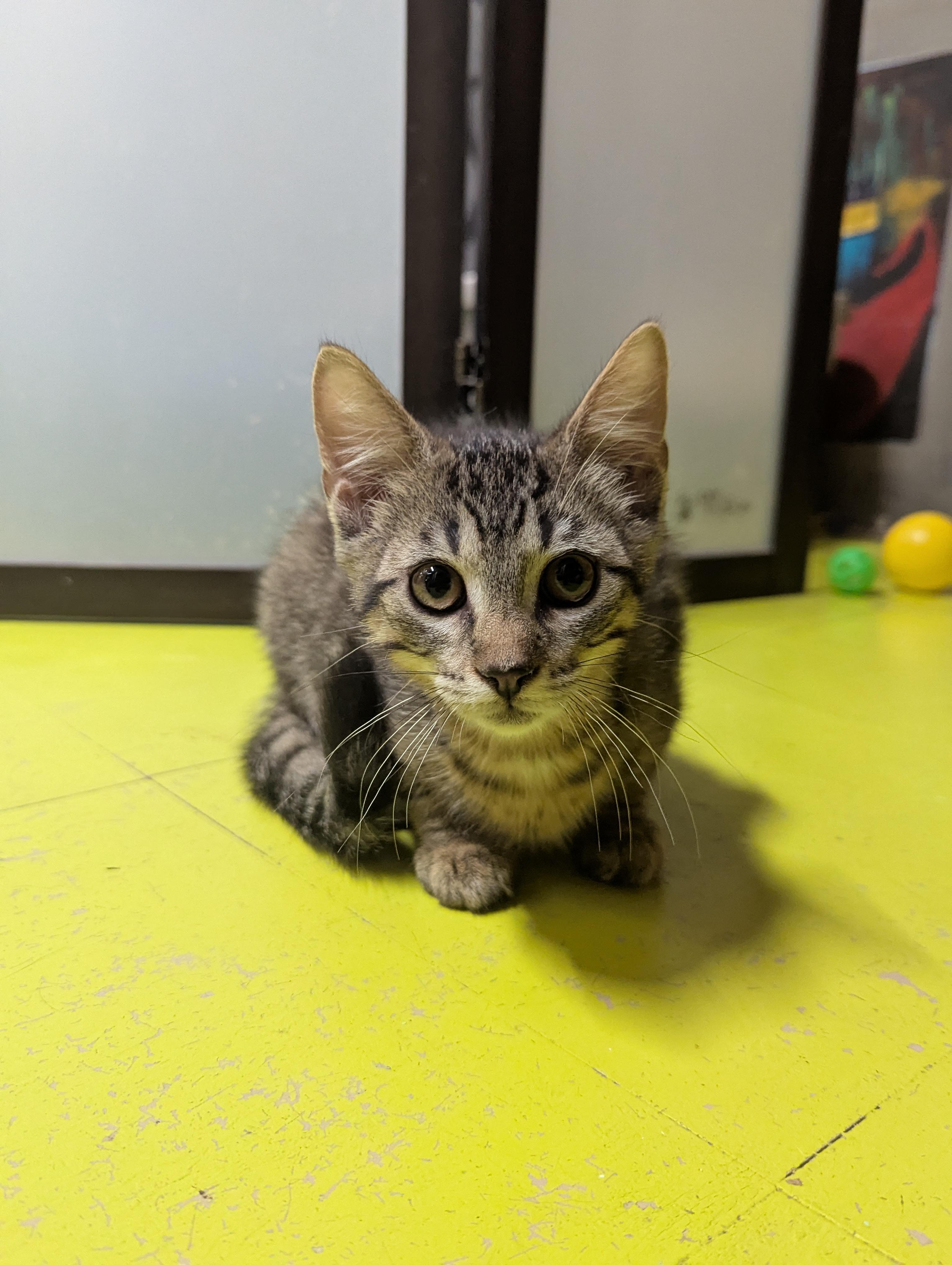 DERAN, a Adoptable Domestic Short Hair in Tillsonburg, ON image 1/6