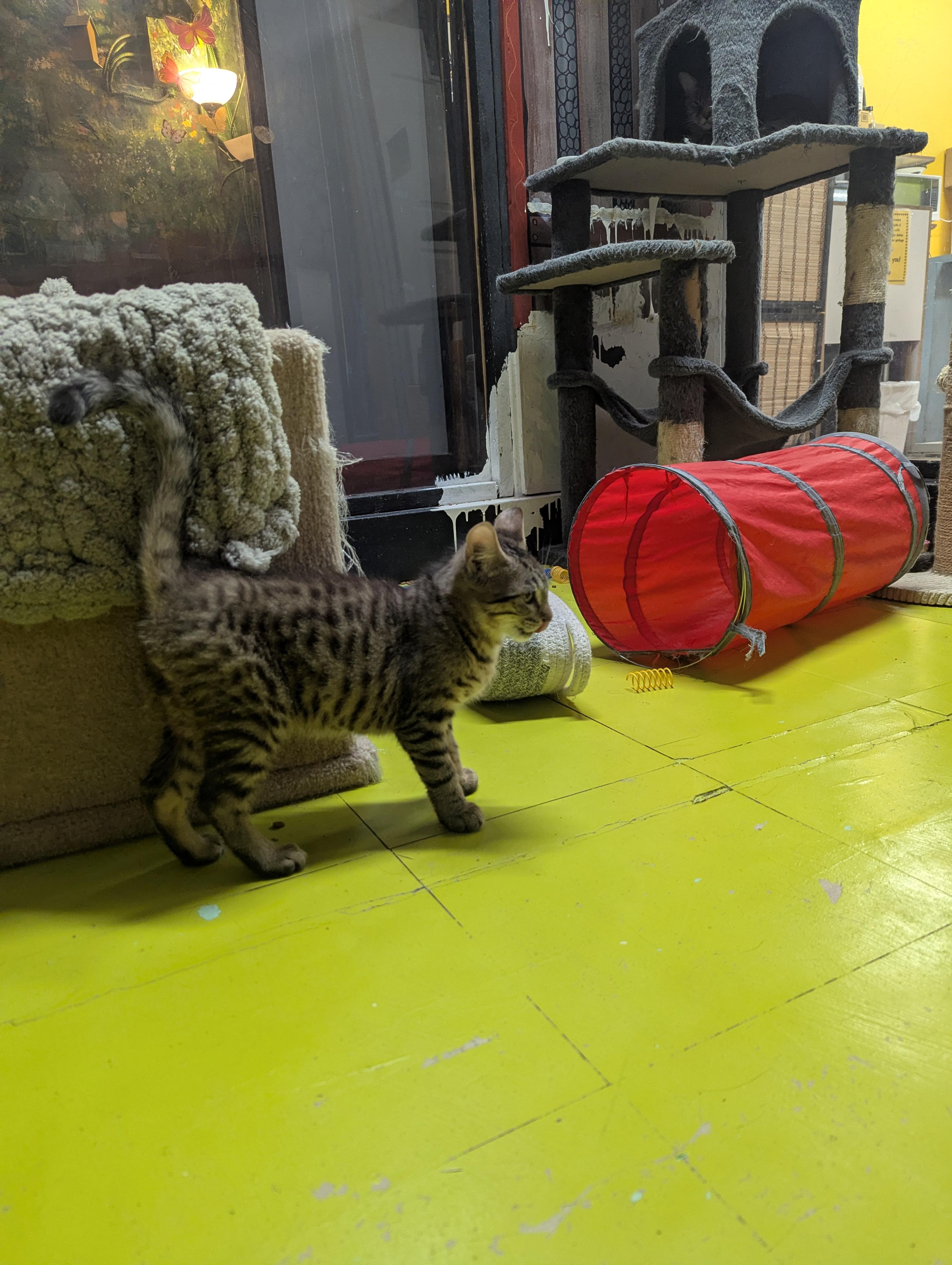 DERAN, a Adoptable Domestic Short Hair in Tillsonburg, ON image 5/6