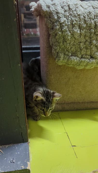 Enlarge DERAN, a Adoptable Domestic Short Hair in Tillsonburg, ON video 6/6