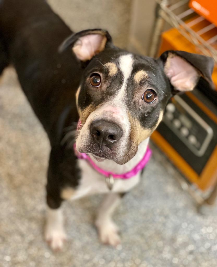 Enlarge Indie, a Adoptable mixed breed in Urbandale, IA image 2/2